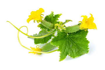 Inflorescence of cucumbers with flowers and leaves on a white background. Young natural cucumbers.