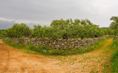 An olive grove in the spring landscape near Loziscz village on Brac Island in Croatia