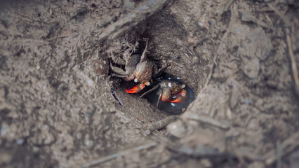 Two small crabs in the hole.