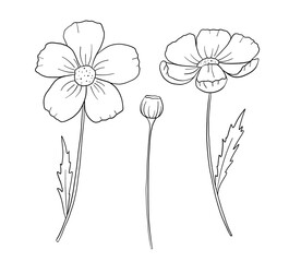 Hand drawn flower daisy set. Vector outline sketch. Line art doodle isolated on white background for coloring book