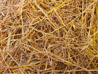 Straw uses as bedding for animals, maintaining body temperature in cold climates.