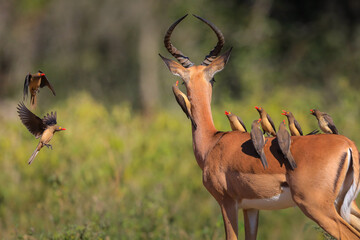 Flock of red-billed oxpeckers congregating on an impala