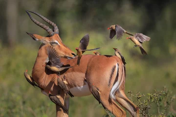Tuinposter Impala chasing red-billed oxpeckers off its back © John