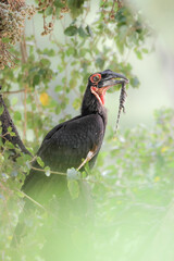 Southern ground hornbill carrying a lizard to its nest