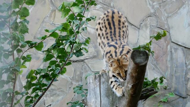 Closeup of a serval's alert face in the wild, showcasing its striking spots, long whiskers, and the moment it sharpens its claws