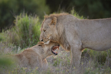Naklejka premium Two lions interacting after eating together