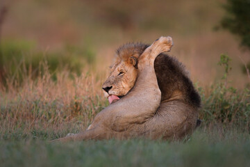 Lion grooming itself before getting up
