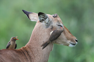 Red-billed oxpecker cleaning eye of impala with broken horns