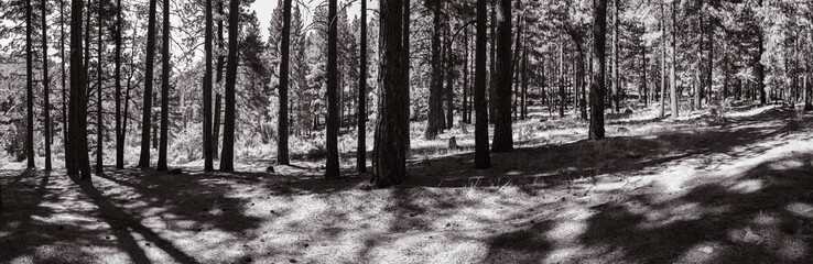 Black and white panorama landscape of pine trees in a forest 