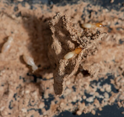 Close up of Termites Eating wood, (Termite damage house)