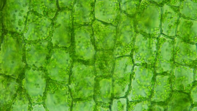 A closeup view of lush greenery and vibrant cells. Ideal for scientific study and artistry. Discover the beauty of nature