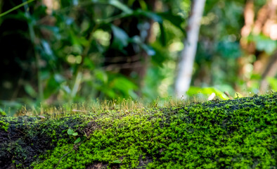 Green moss background. Close up of green moss texture. Green moss background.