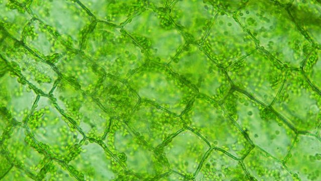 Vibrant green microcosm of biology and nature. A closeup journey into the world of cells and organic patterns