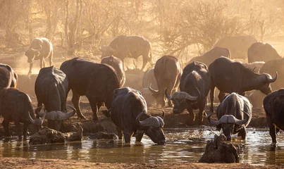 Gordijnen Wilde Büffel in Simbabwe © Vollverglasung