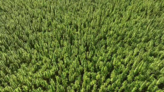 Landwirtschaft, Anbau von Hanf