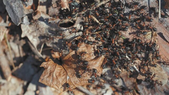 A group of ants fumbles over the dry leaves on the forest floor. A close-up top-down shot.