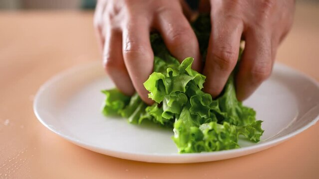 Close-up of wet lettuce leaves in the hands of a man.