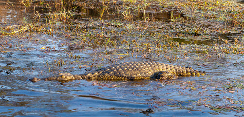 Nil Crocodile in the Zambezi, Zimbabwe