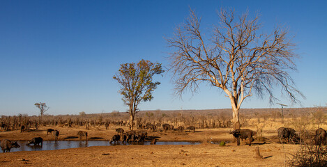 Trees in the Savannah, Zimbabwe