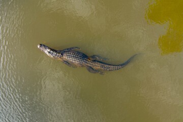 Aerial view of an American Alligator