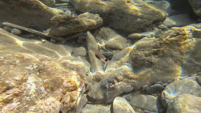 Underwater video of saddled seabream fish swimming with a parasite attached to his body.
