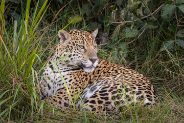 Beautiful view to Jaguar laying on ground in the Miranda Pantanal