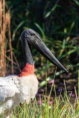 Beautiful view to Jabiru Stork bird in the Miranda Pantanal