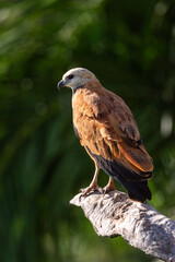 Beautiful view to Black-collared Hawk bird in the Miranda Pantanal