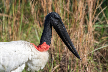 Beautiful view to Jabiru Stork bird in the Miranda Pantanal