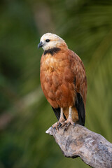 Beautiful view to Black-collared-hawk in the Miranda Pantanal