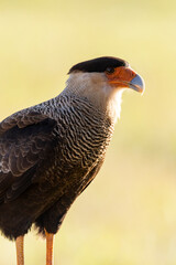Beautiful view to Crested Caracara Hawk in the Miranda Pantanal