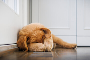 A shy Golden Retriever puppy plays in a family home.