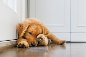 A young Golden Retriever puppy plays in a family home.