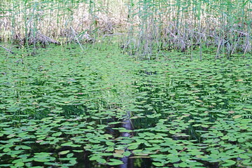 green grass and water