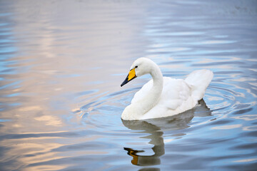 White swan swimming on lake water