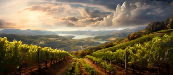 Zelfklevend Fotobehang the view over a large valley with vineyards and clouds © shirly