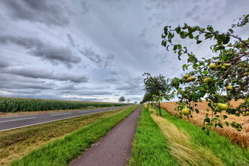 Fototapeta na wymiar Pear trees along road and bikepath through agricultural landscape in Germany