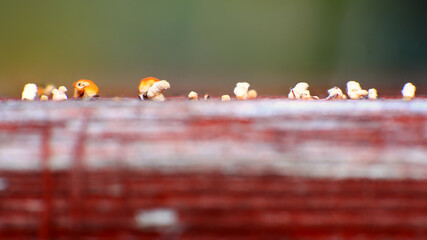 Conceptual close up of tiny fungi growing on moist wood