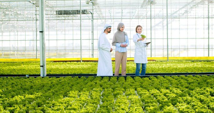 Female farmer in white lab coat walking with muslim partners among rows of hydroponic vegetable growing at greenhouse. Concept of agricultural business and occupation