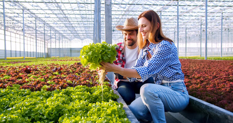 Competent female and male agronomists using digital tablet for checking quality of salad grown on farm before harvesting. Man and woman working together at modern technological farm.