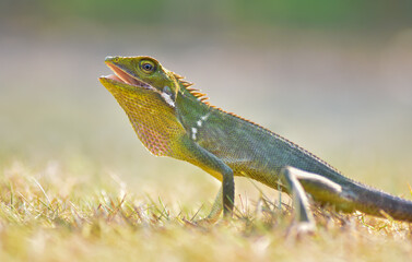 Green lizard on grass, green lizard sunbathing on grass field