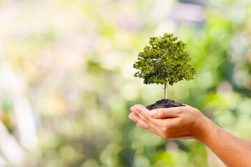 Human hands are holding a large growing tree on a green background. World Environment Day concept.