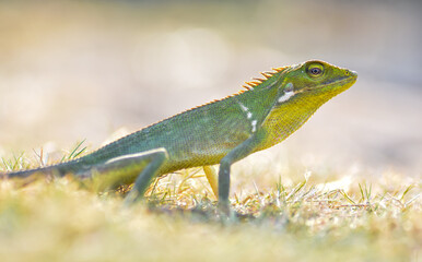 Green lizard on grass, green lizard sunbathing on grass field