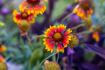 Gailardia, dzianwa. Kwiat o pięknych kolorach z rodziny astrowatych. Występuje głównie w Ameryce Północnej, hodowany w ogrodach również na innych kontynentach. - obrazy, fototapety, plakaty