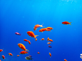 A school of bright red fish in the coral reef of the Red Sea