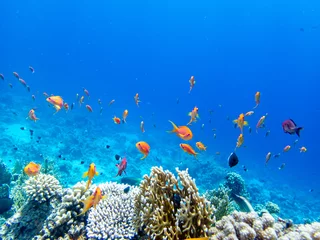 Poster A school of bright red fish in the coral reef of the Red Sea © glebantiy