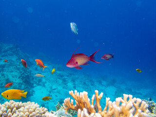 A school of bright red fish in the coral reef of the Red Sea