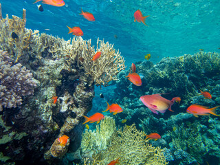 Fototapeta na wymiar A school of bright red fish in the coral reef of the Red Sea