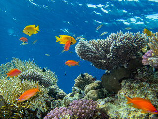 Fototapeta na wymiar A school of bright red fish in the coral reef of the Red Sea