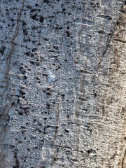Tree bark as an abstract background. Texture